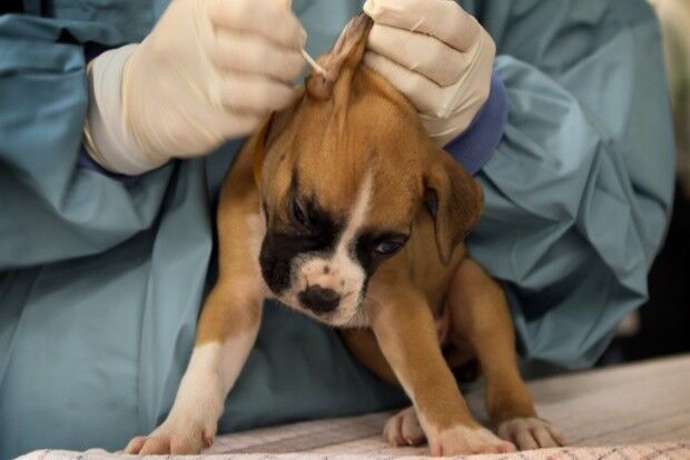 Compromise dog breeding measure is rushed into law